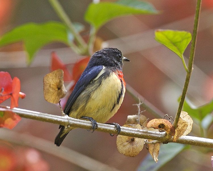 Cabai Gunung Si Burung Mungil Yang Bersuara Merdu Steemit
