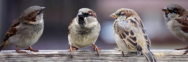 sparrows-2759978_640.jpg