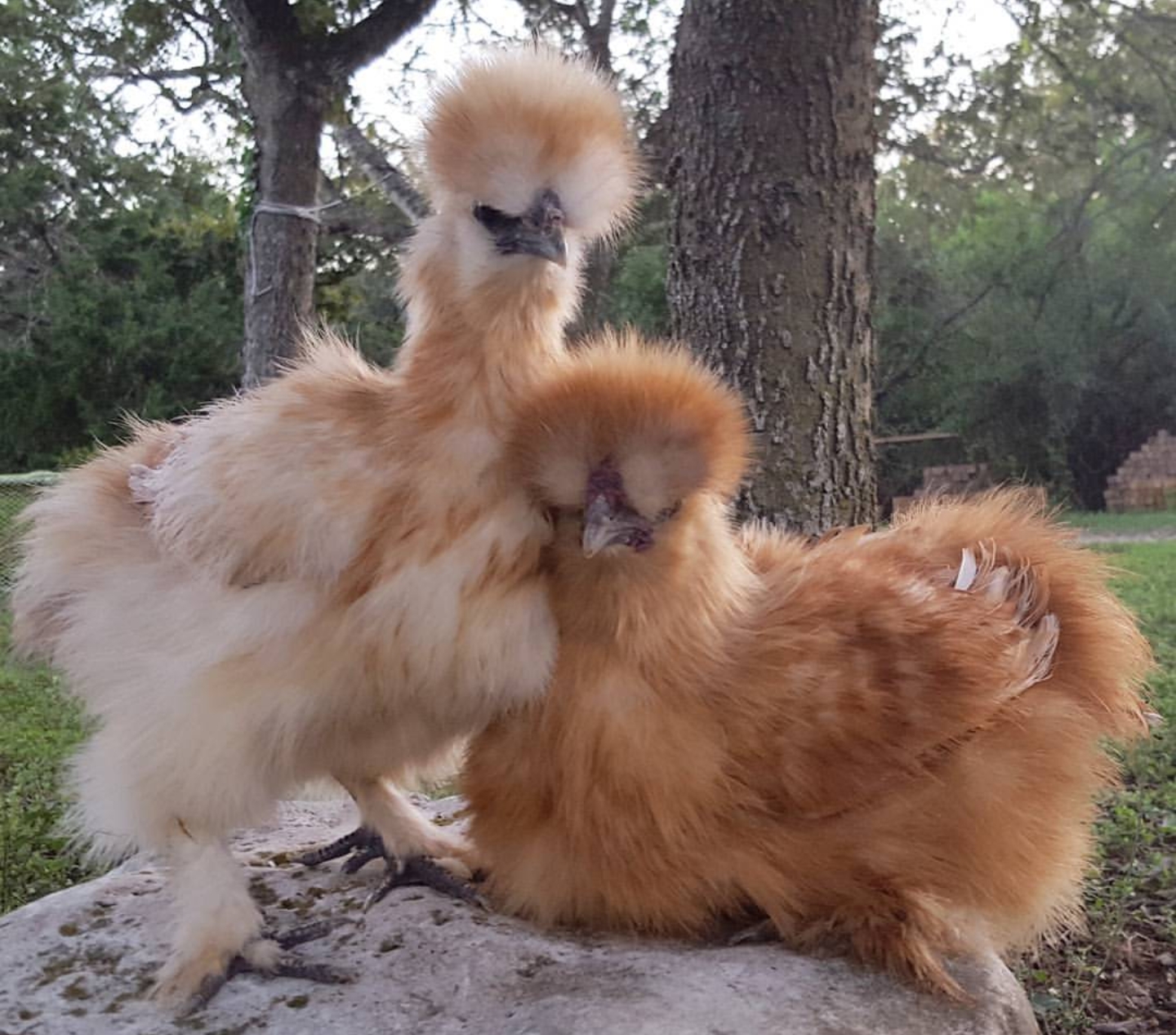 Daddykirbs Farm Silkie Chickens