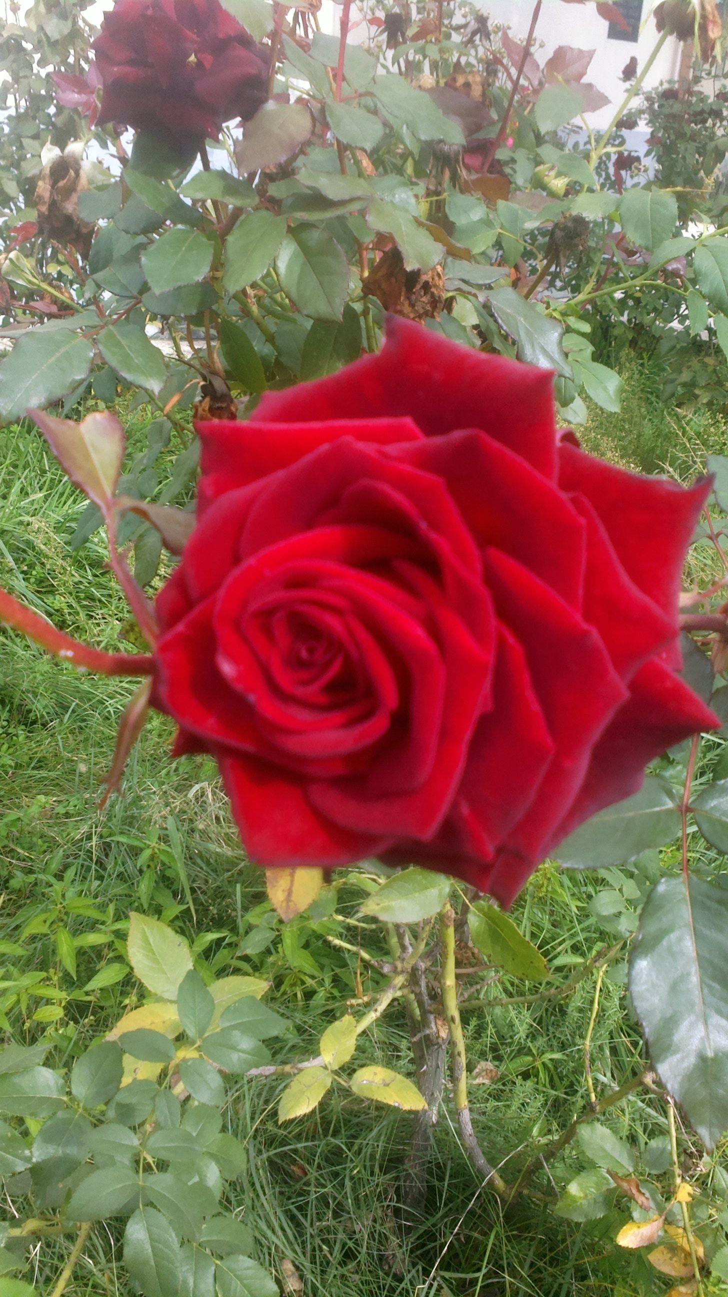 2015-10-11-0399.jpg