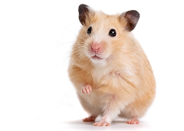 hamster 1.jpg