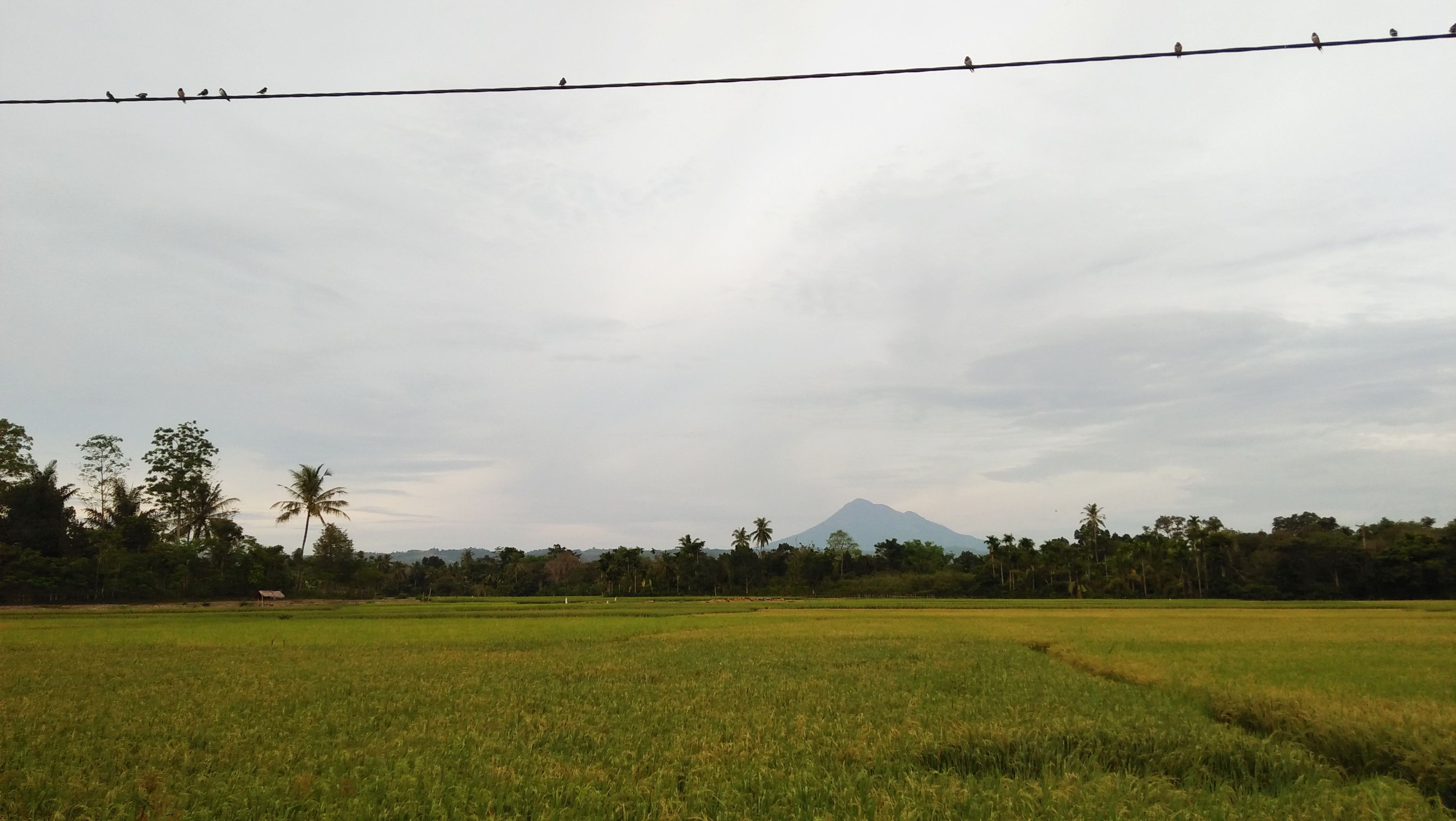 landscape1.jpg