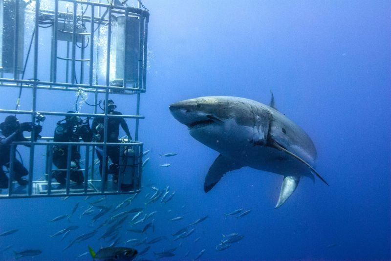 18164759_shark-cage-diving--my-experiences_t7c3e0141.jpg