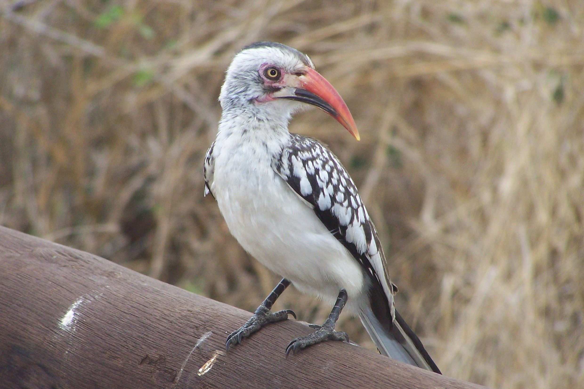 KNP Satara-Lower Sabi 2009 013.JPG
