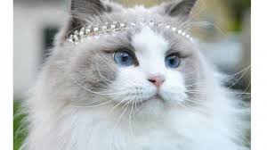 kucing 4.jpg