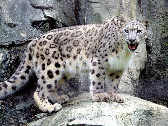 Leopardo de las Nieves.jpg