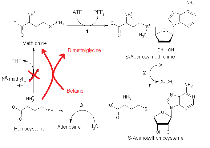 Met_pathway3.gif