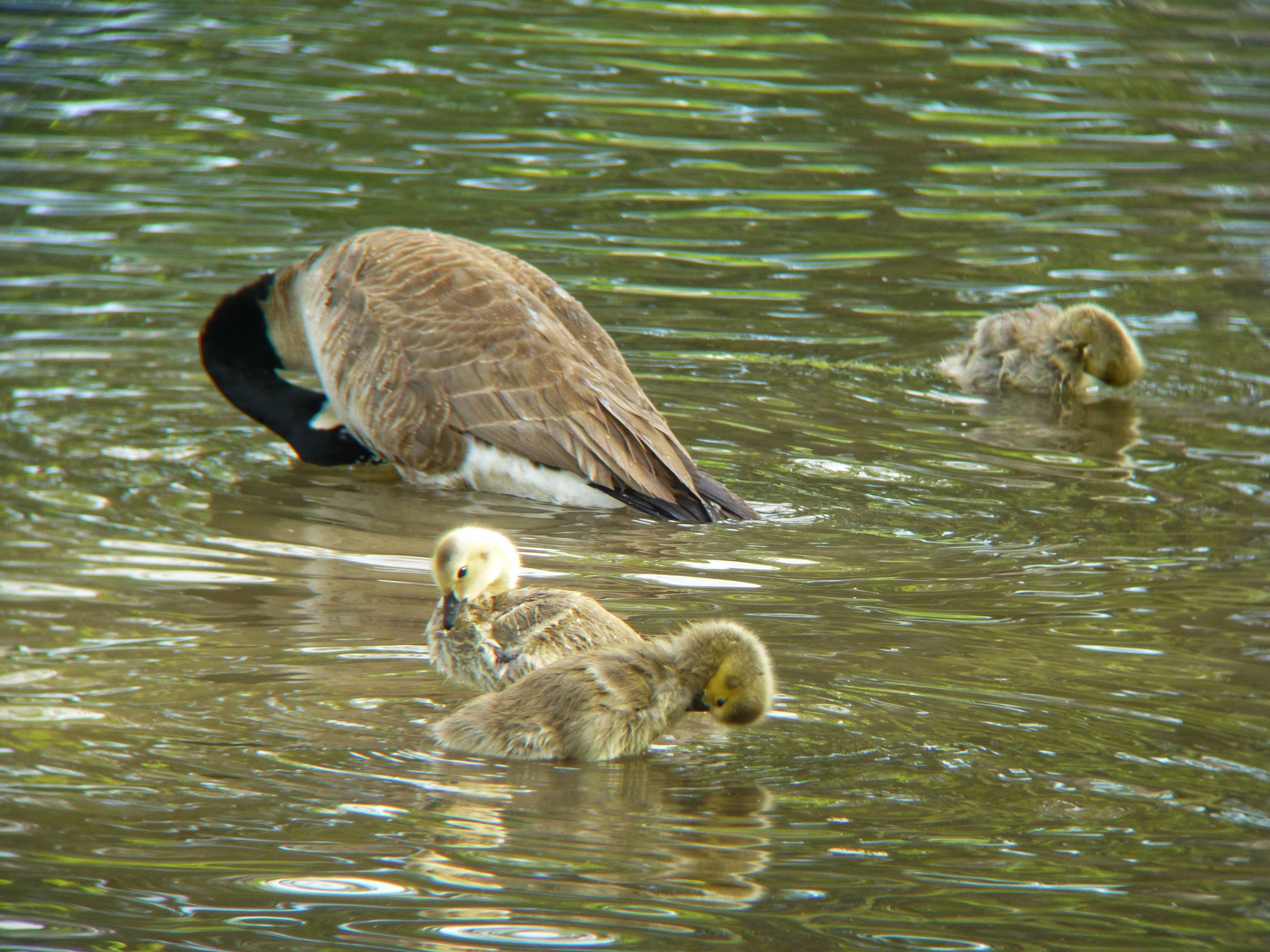 Canada Geese.jpg