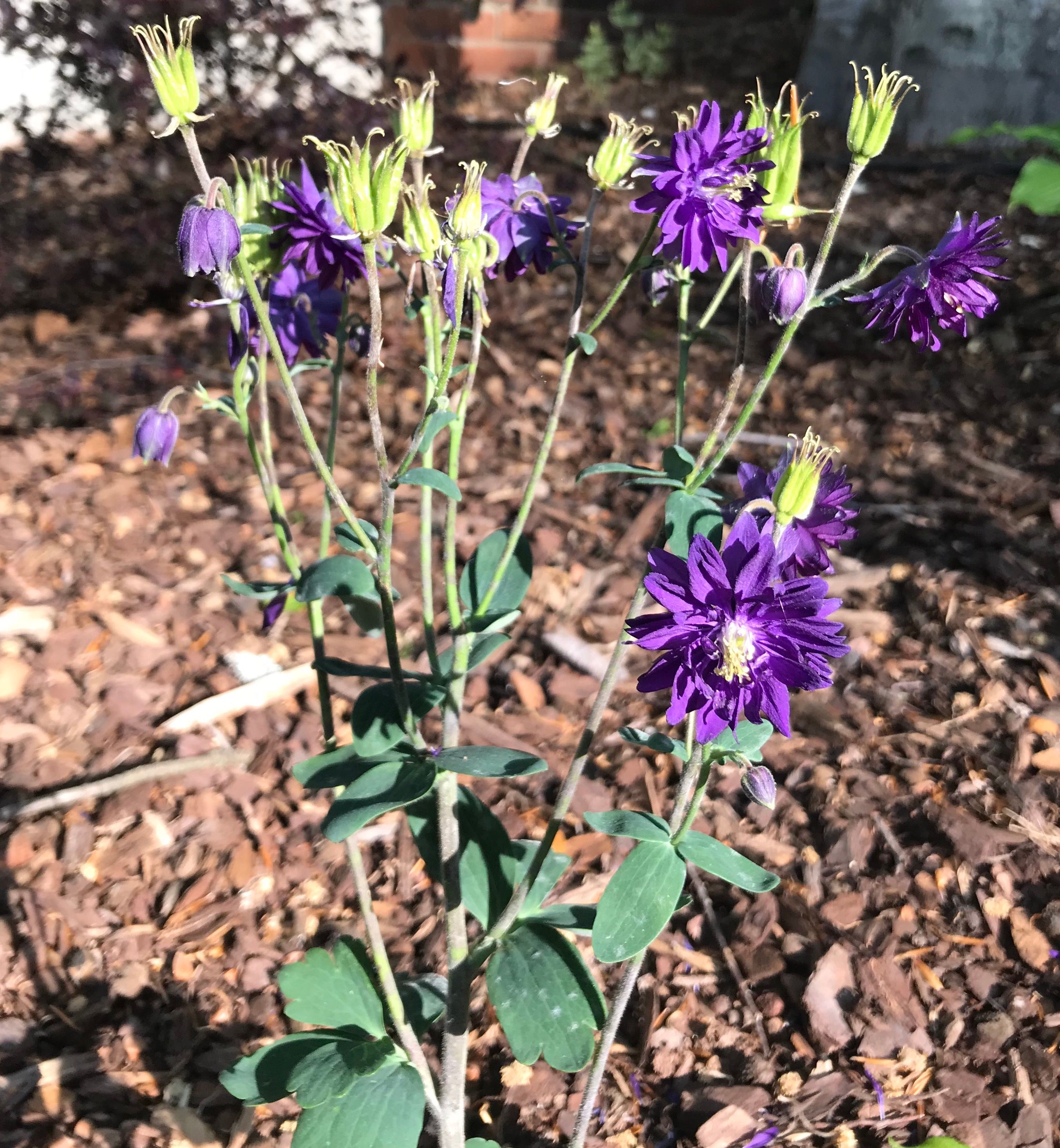 april flowers - purple columbines.JPG