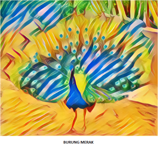 Burung Merak Photography Steemit