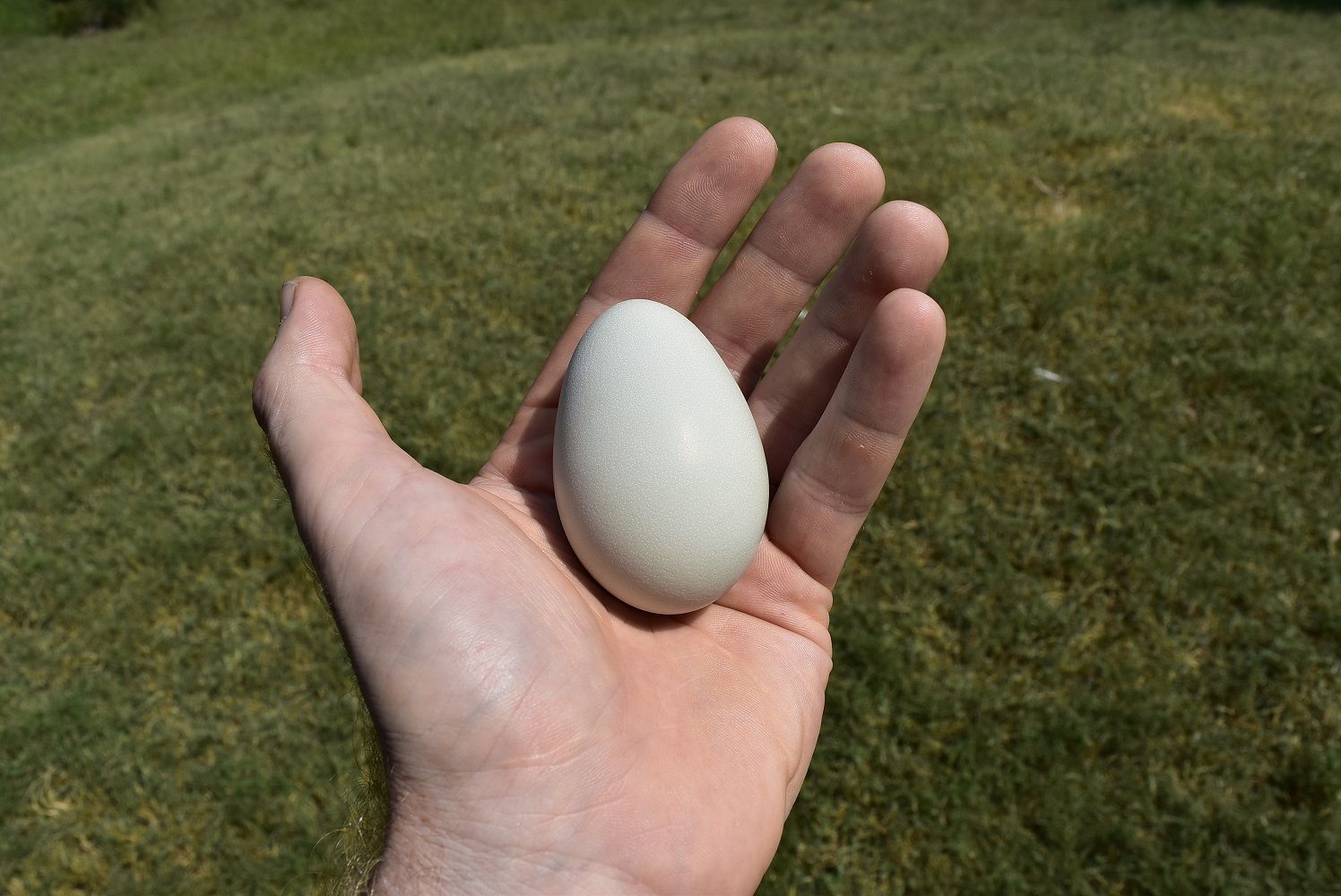 Ameraucana Chicken Eggs