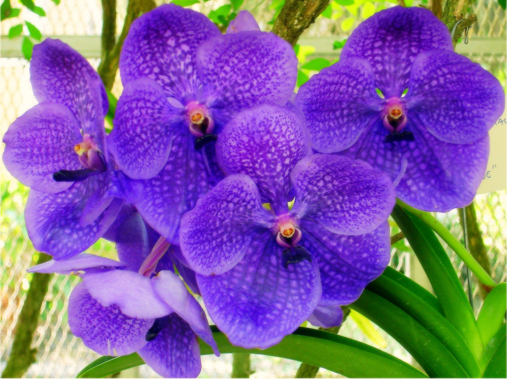 purple orchid sanderiana.jpg