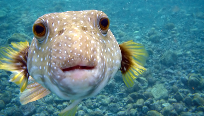 Puffer-Fish.jpg