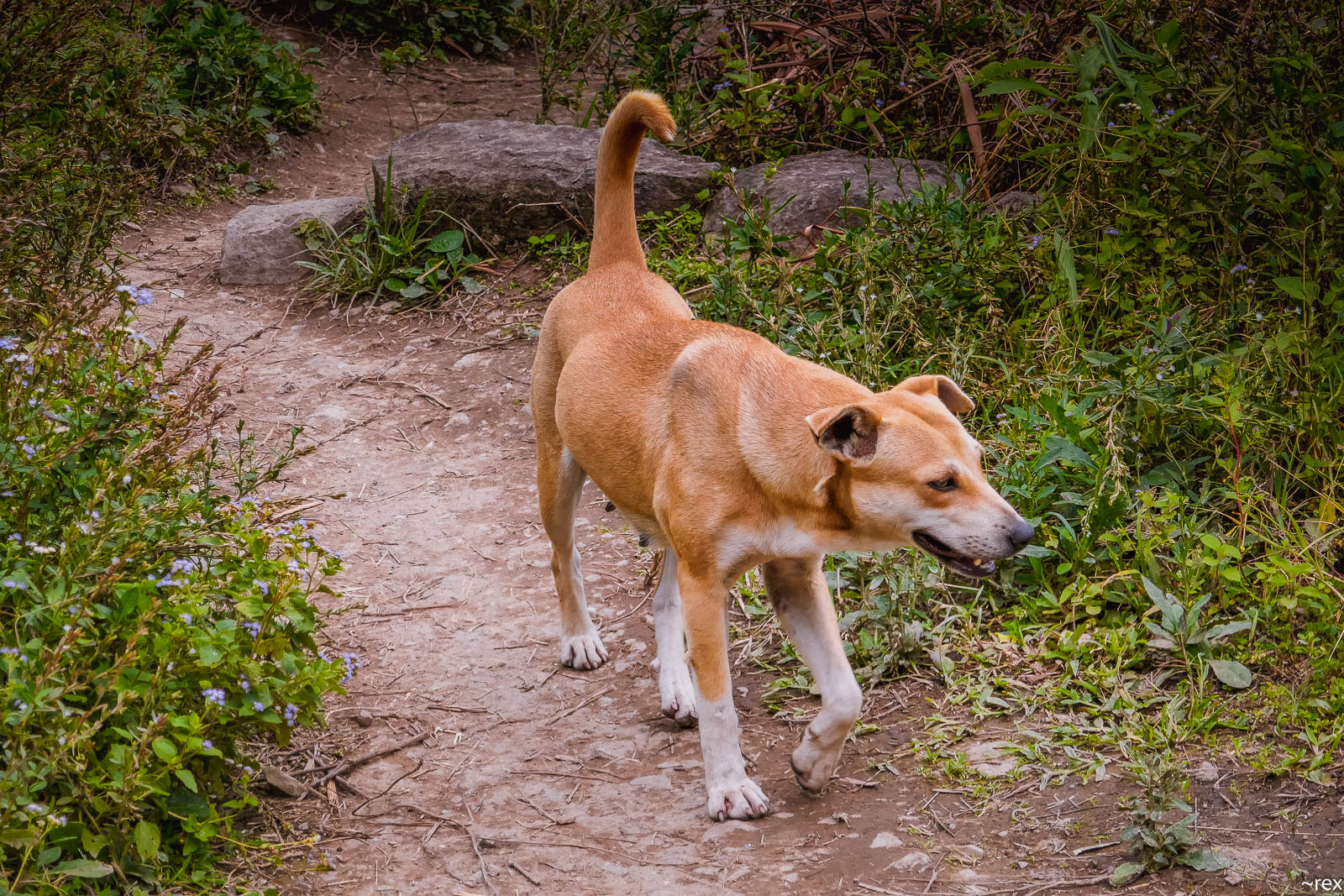 how can i travel with my dog in the philippines