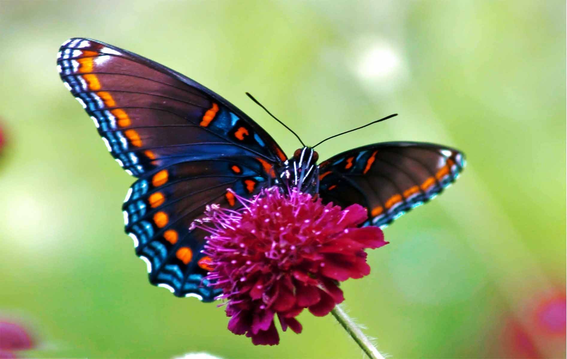 Colourful-Butterfly-HQ-background.jpg