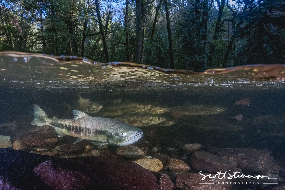 Chum Salmon-7.jpg