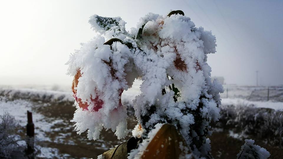 snow-rose.jpg