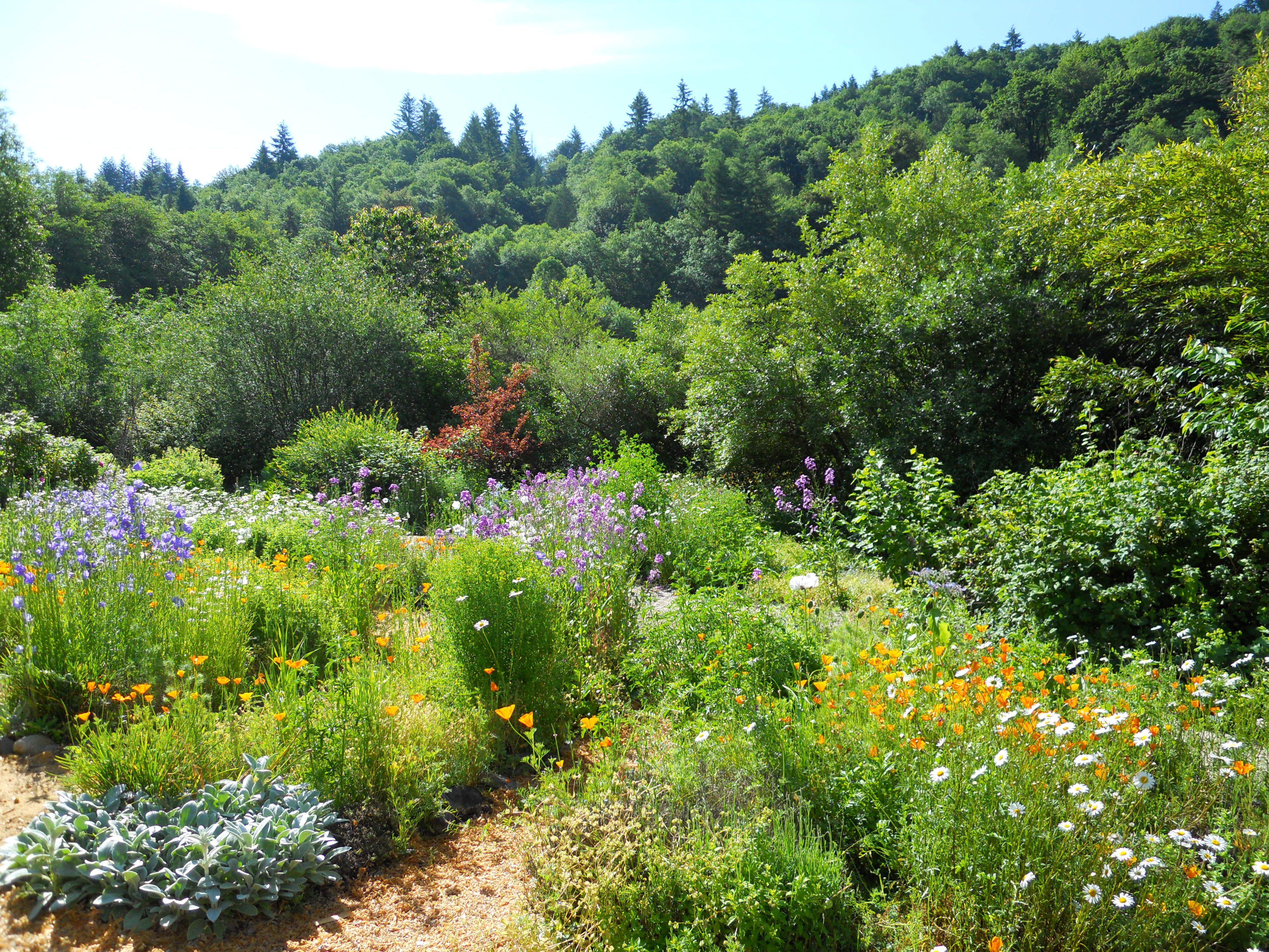 foodforest1.jpg