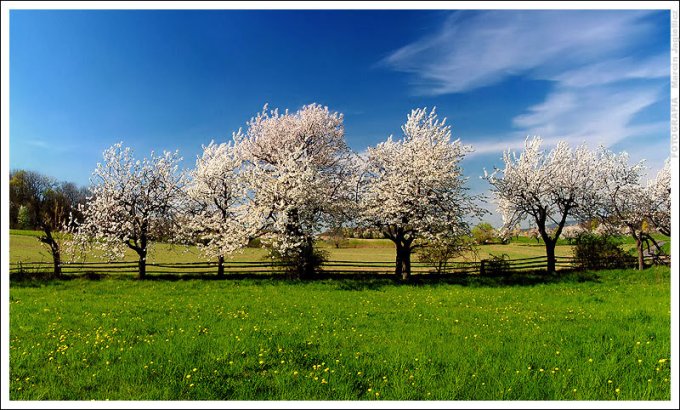 White_trees_by_mjagiellicz.jpg