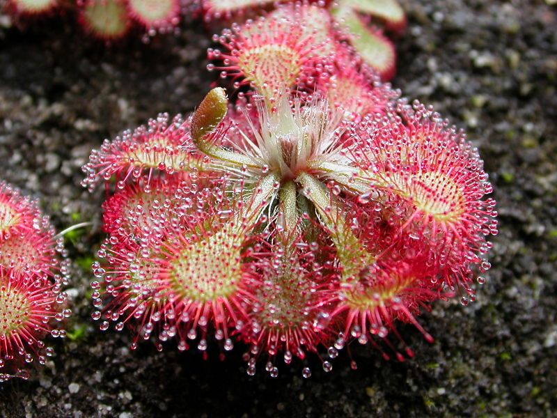 @bacabaca drosera.jpg