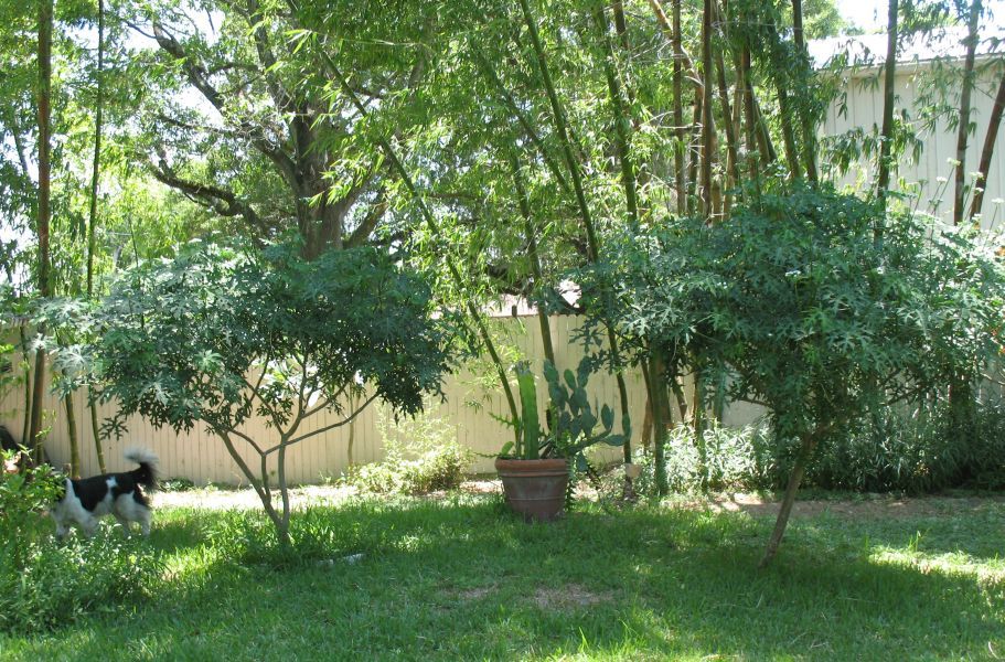 Chaya trees in back 034.jpg