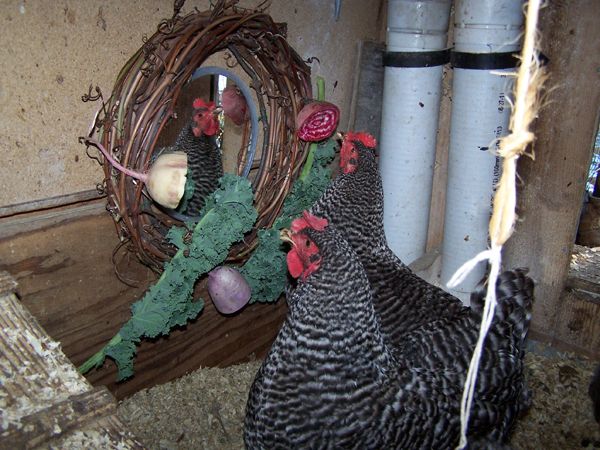Mirror wreaths - hens2 crop Dec. 2017.jpg