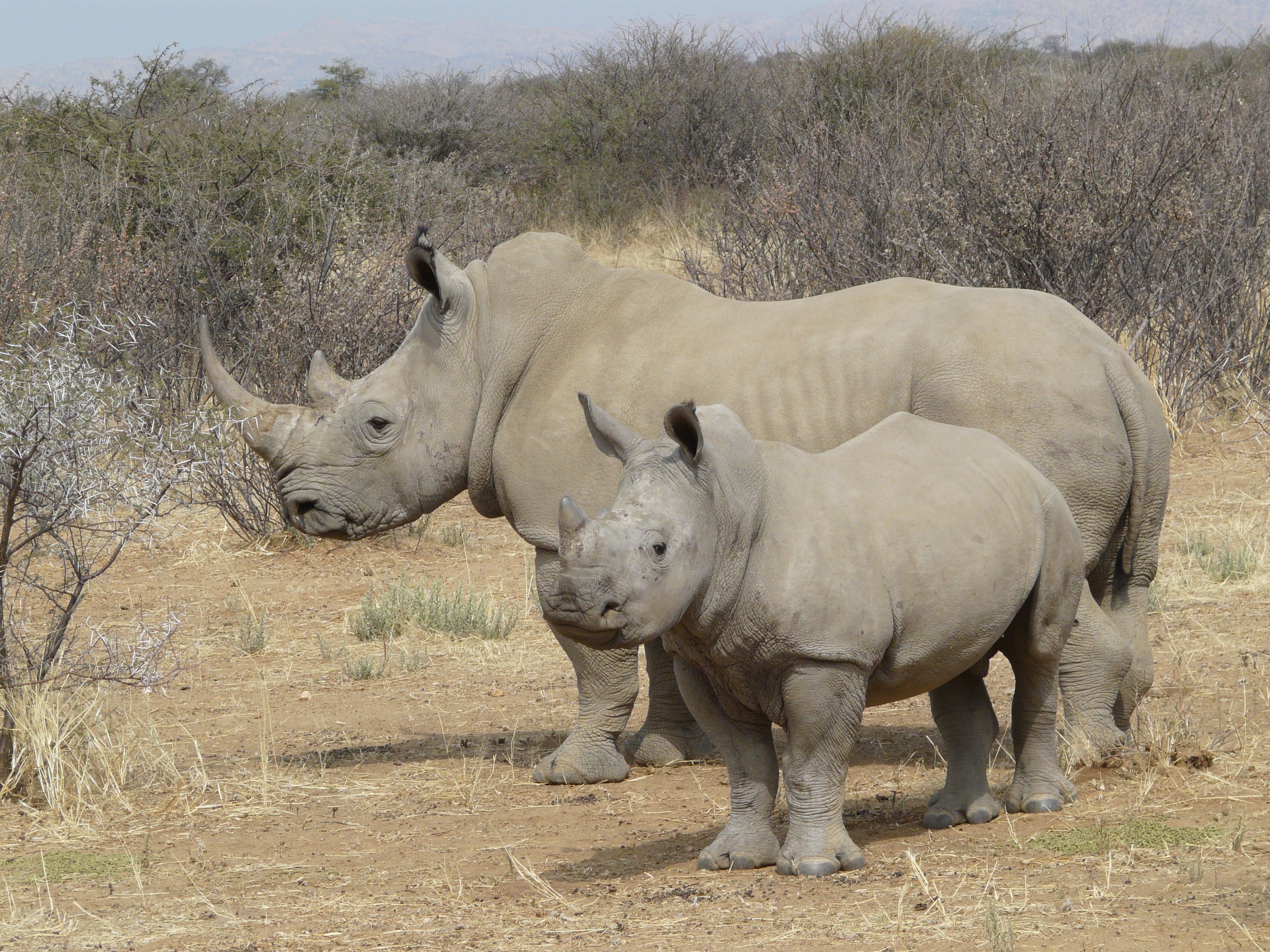 baby white rhino 1.jpg