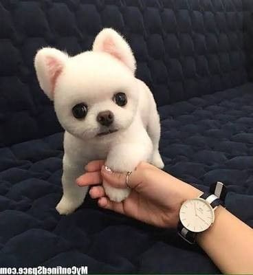 My top cute dog pucture — Steemit