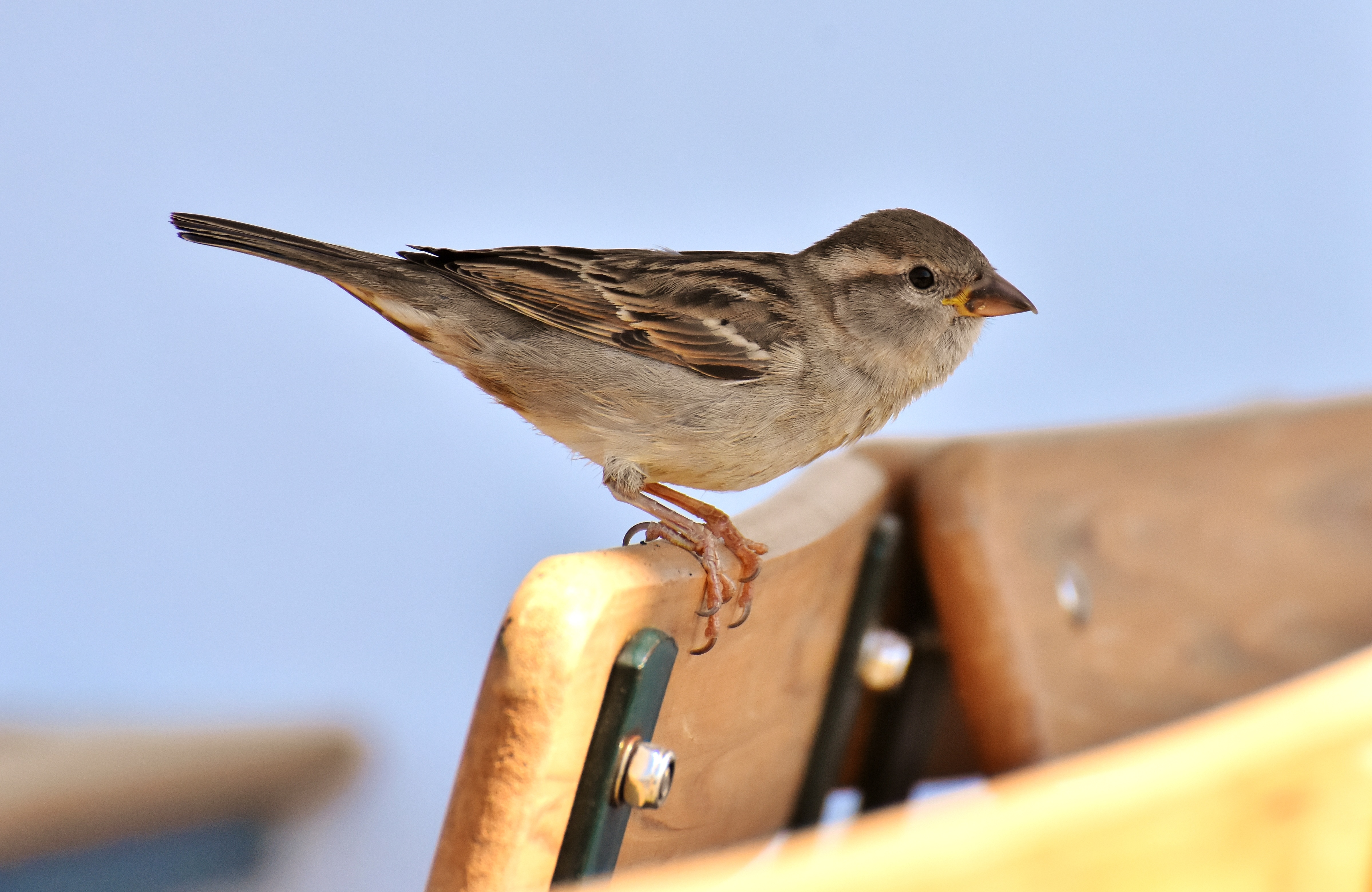 sparrow-3360163.jpg