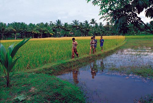 Paddy_field_kerala.jpg