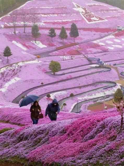 Hokkaido Japonia Steemit