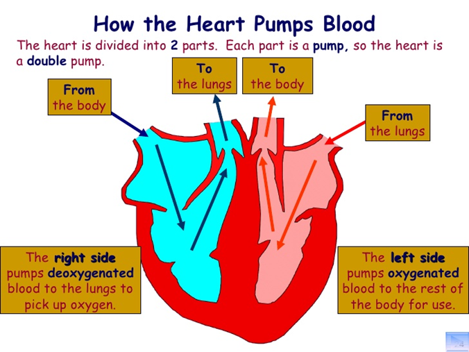 FACTS ABOUT THE HEART AS A PUMP — Steemit