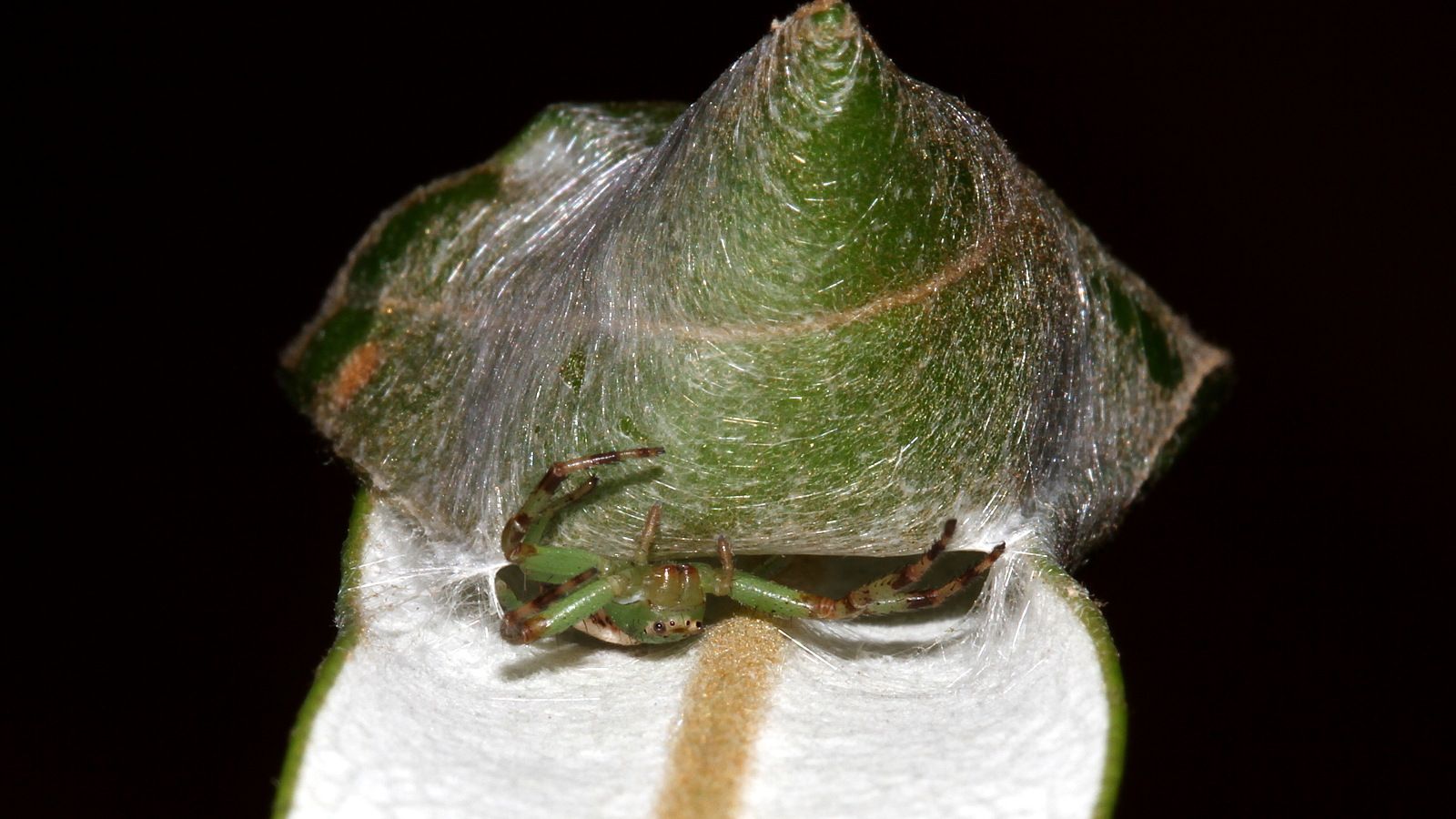 Arachnida 5mm on Banksia leaf BY Tas 4.jpg