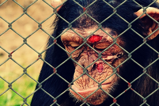 animal-welfare-1119405_640.jpg