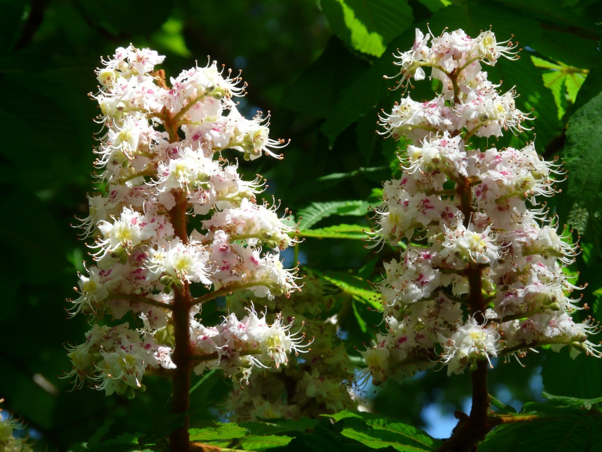 ordinary_rosskastanie_chestnut_flowers_inflorescence_tree_leaves_white_bloom-1147697.jpg!d.jpeg