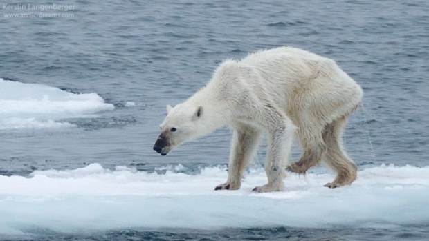 skinny-polar-bear-svalbard.jpg
