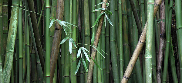 tropical-bamboo-forest-pierre-leclerc.jpg