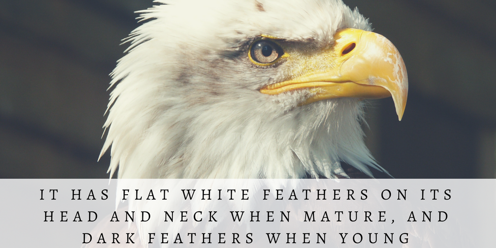 Green and Yellow Photo Quotes Fall Twitter Post (28).png