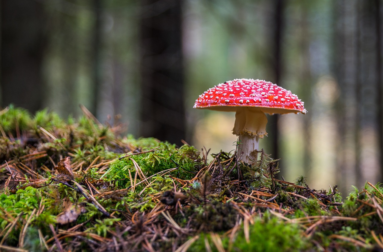 mushroom-3051519_1280.jpg