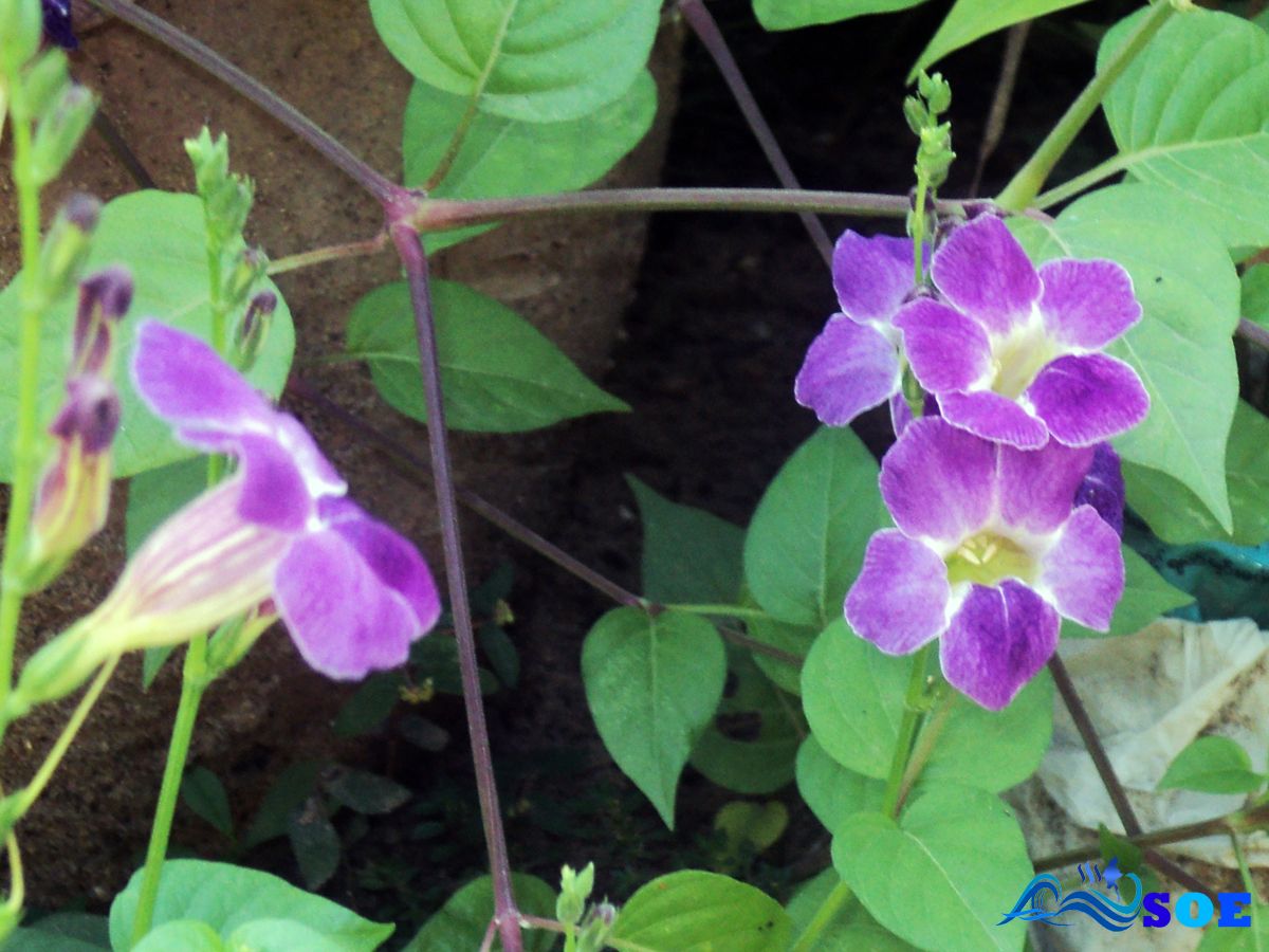 FILE0181.jpg