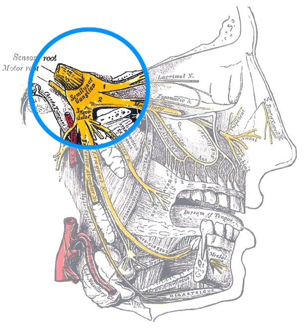 Trigeminal-nerve-pathway-HEADOC.jpg