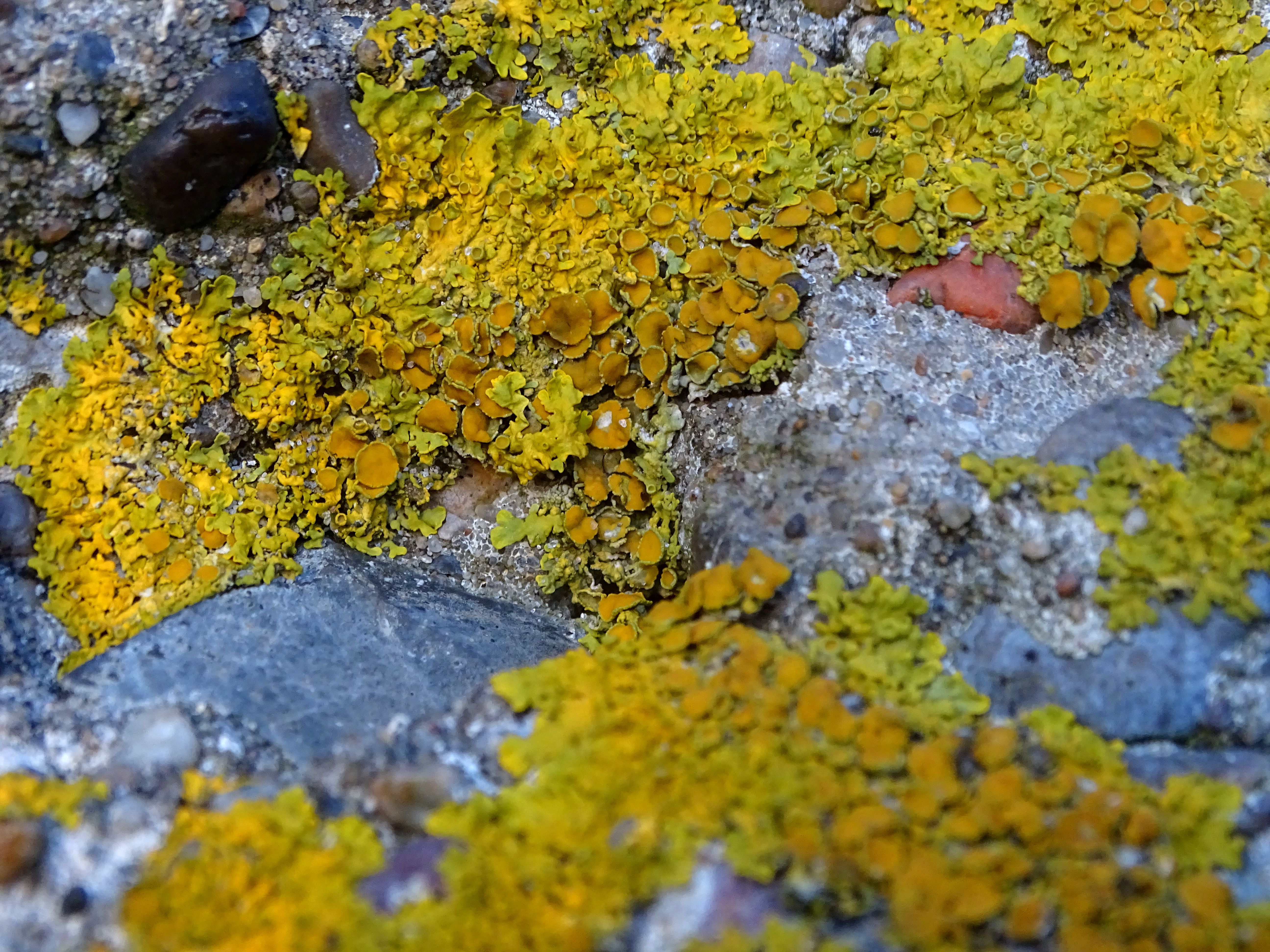 yellowlichen1.JPG