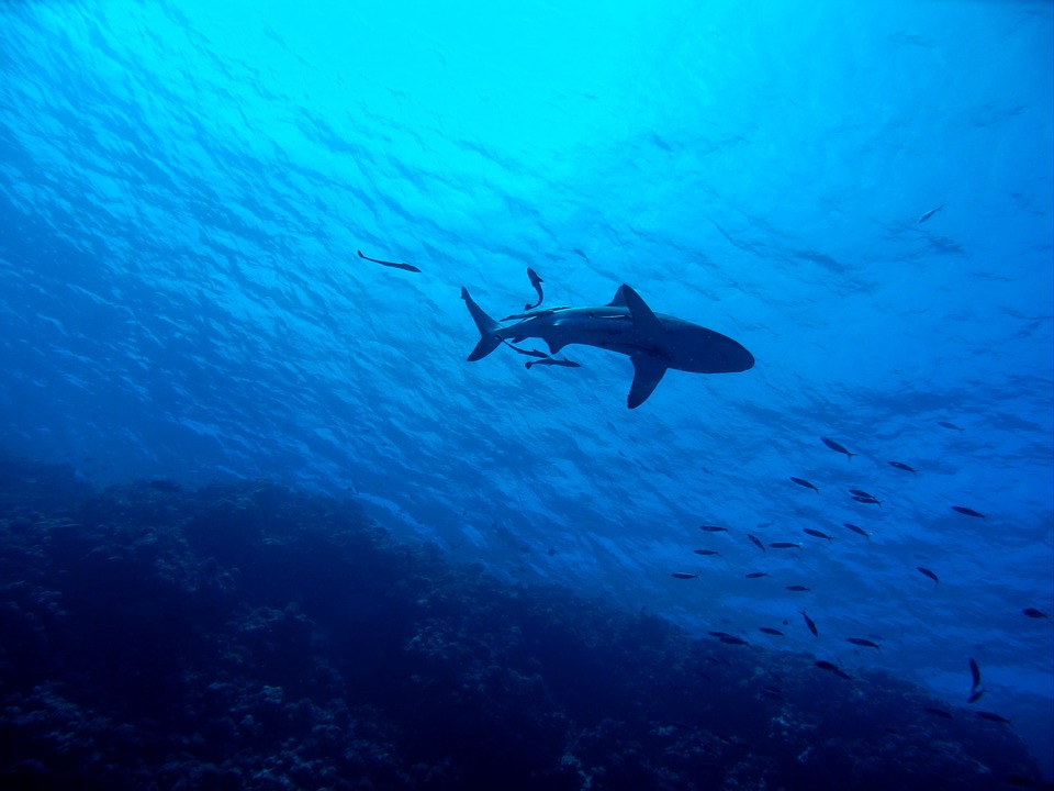 shark-2683184_960_720.jpg
