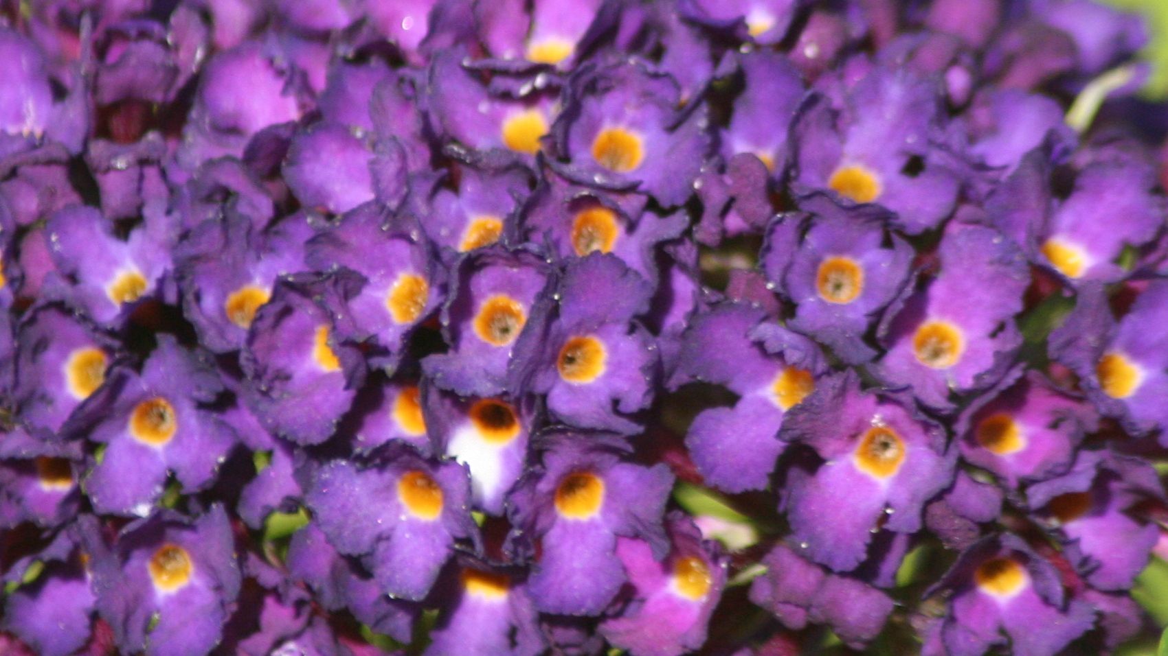 27082017-purplebuddleja.JPG