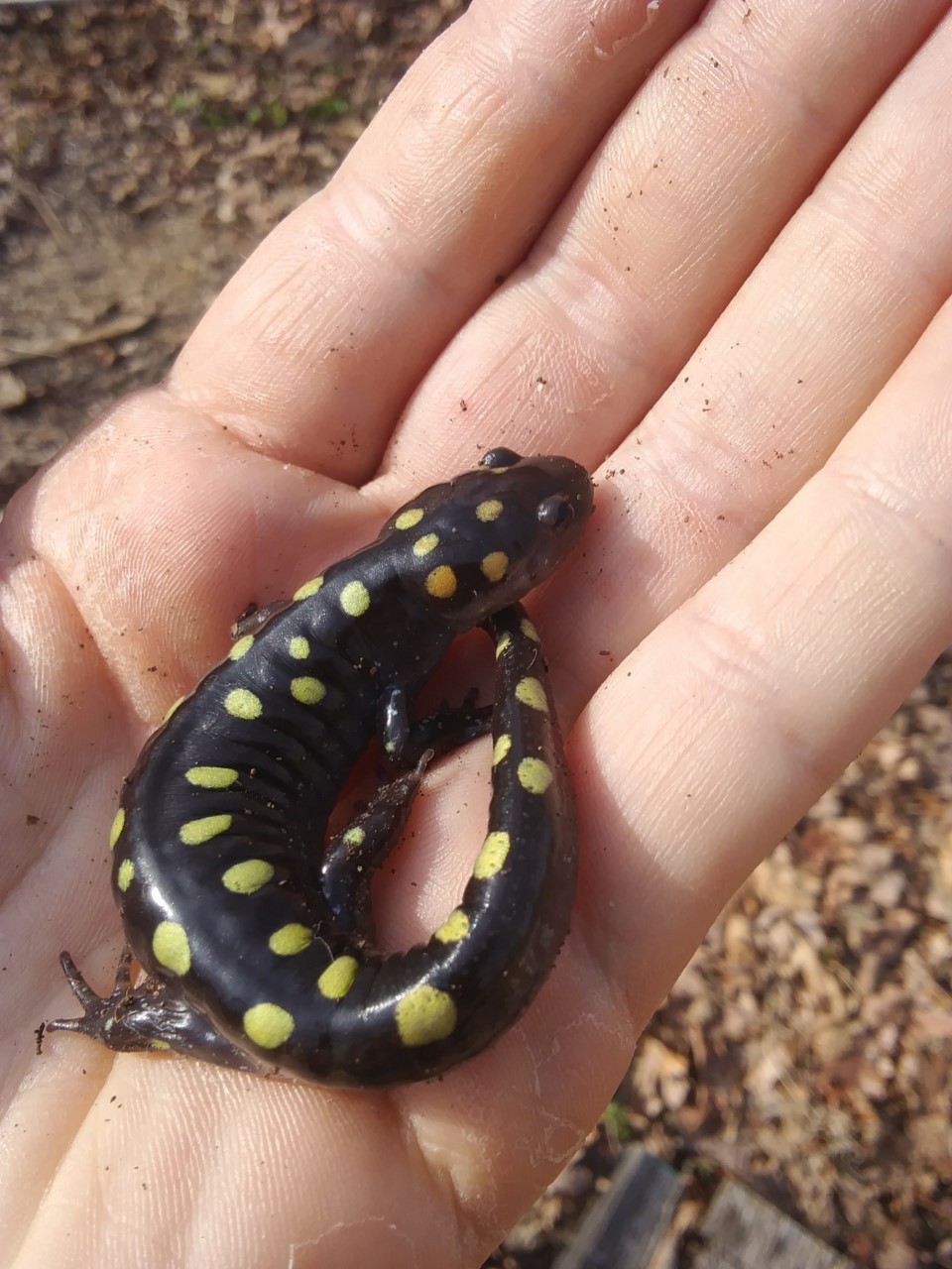 salamander3.jpg
