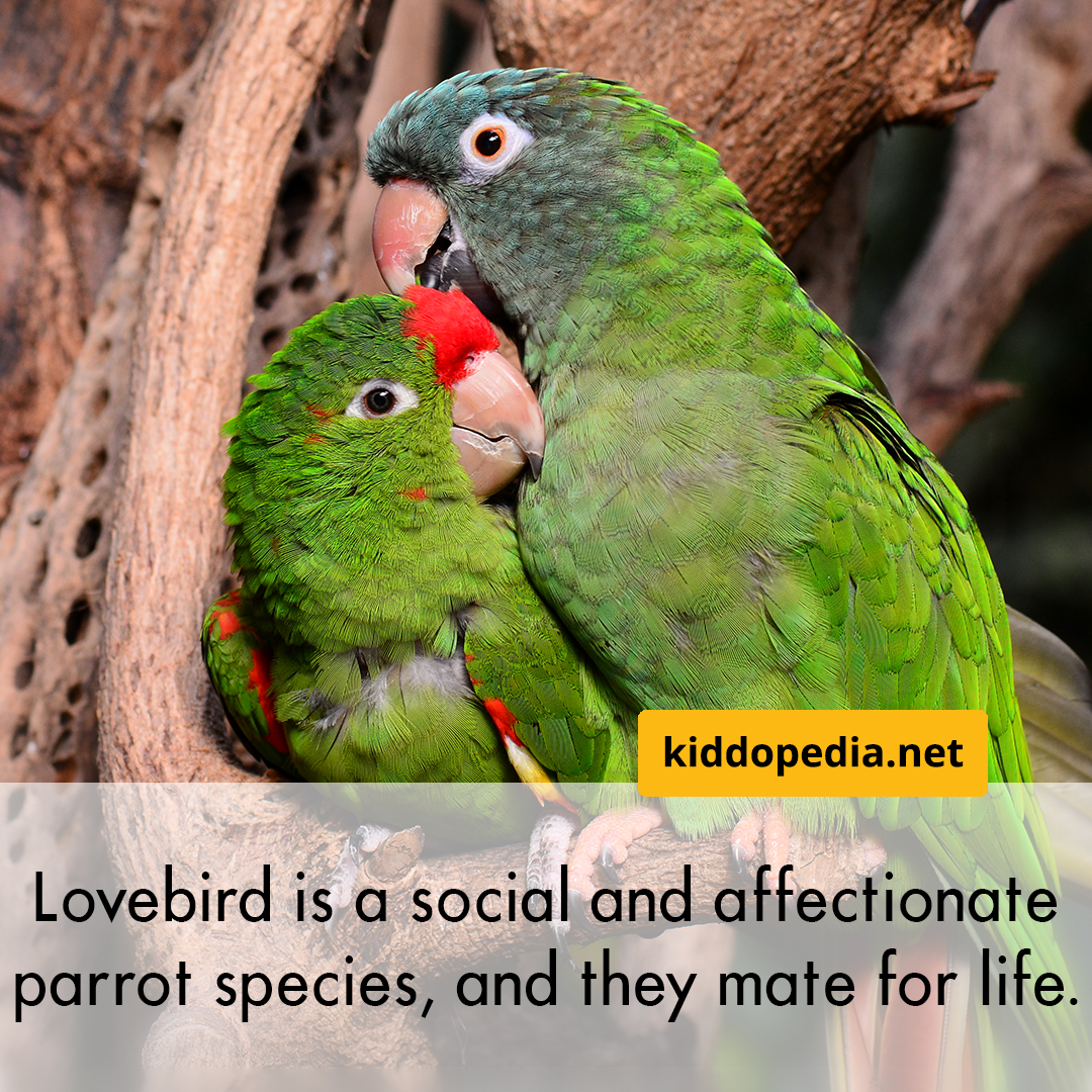 18 Lovebird.png