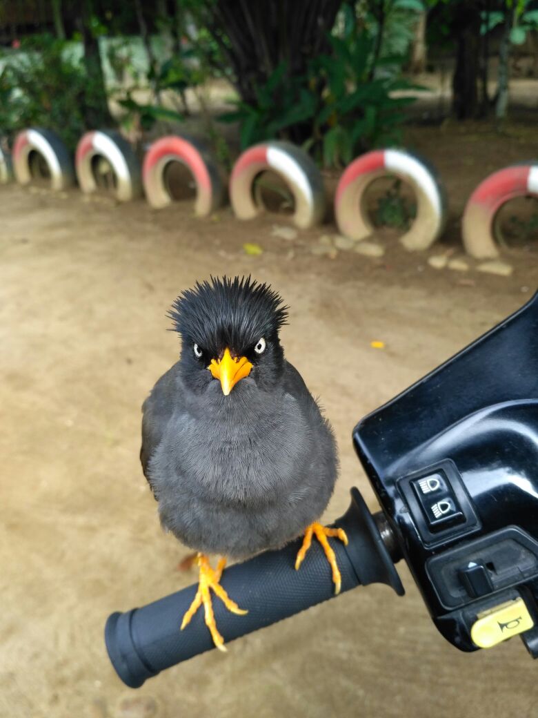 Burung Peliharaan Di Rumah - 7 Jenis Burung Peliharaan Yang Mudah Dipelihara Tokopedia Blog ...