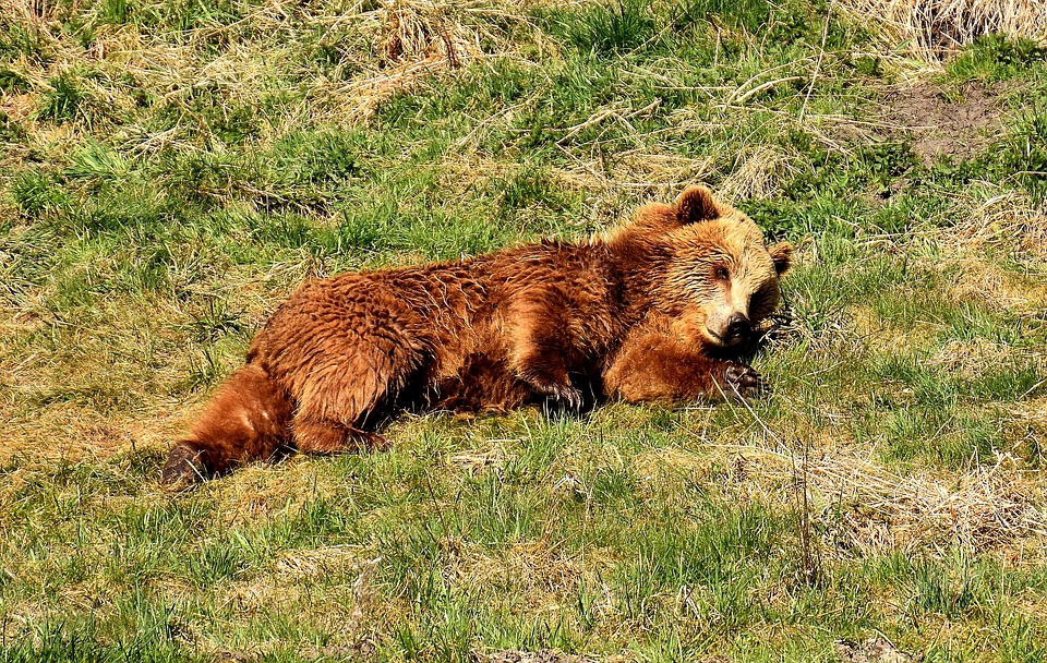 european-brown-bear-2185517_960_720.jpg