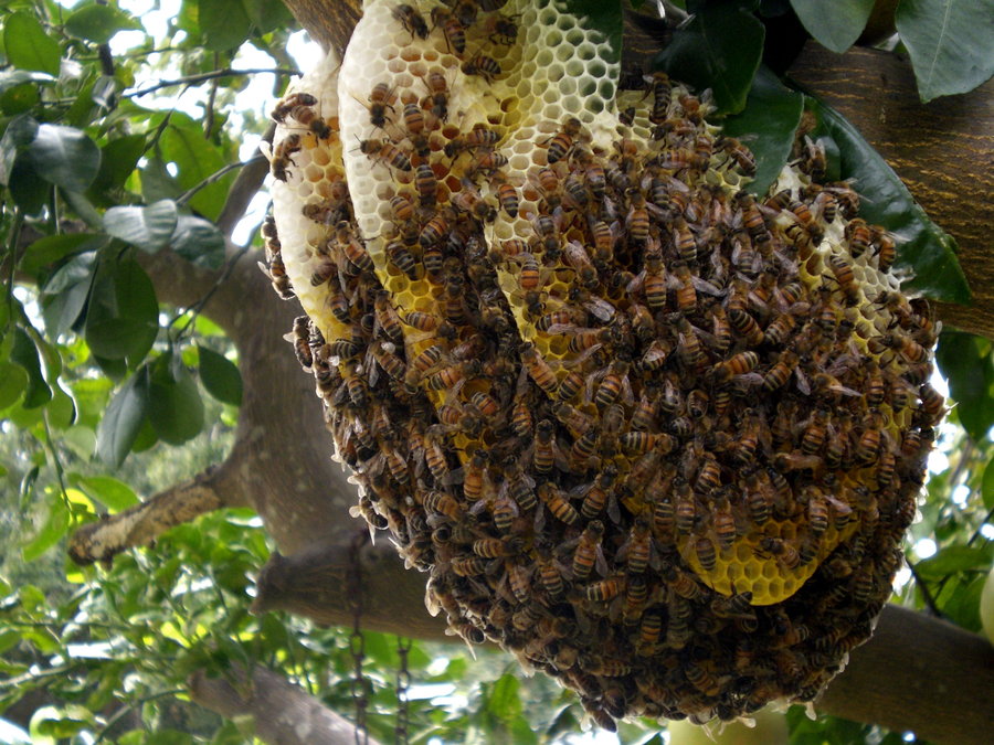 bee.jpg