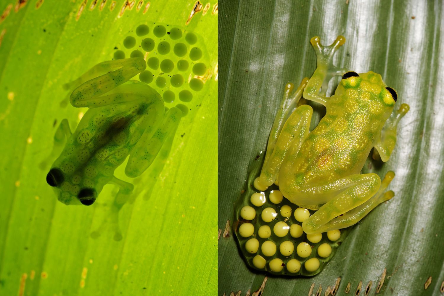 CostaRicaBerroneau-012.jpg